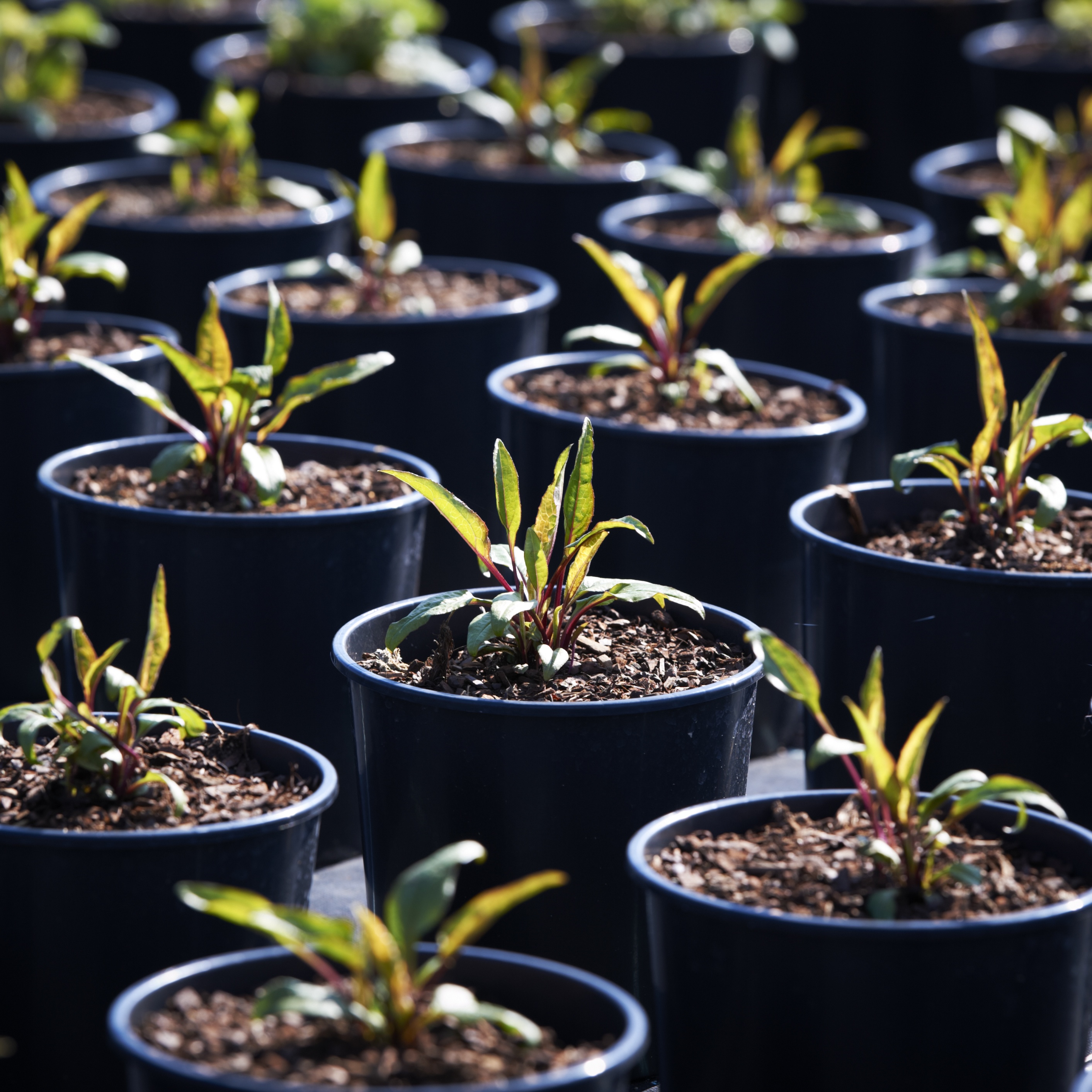 86575-155 kvadrat.JPG